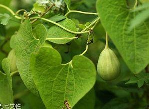 湖北梢瓜怎么吃,家常美味新体验