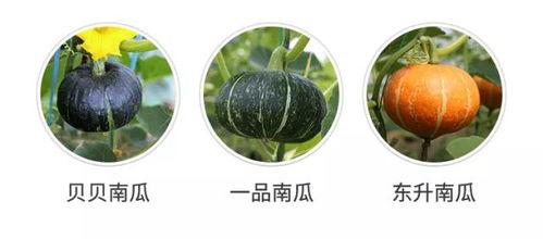 吃瓜发现自己才是瓜,一场意外的自我认知之旅