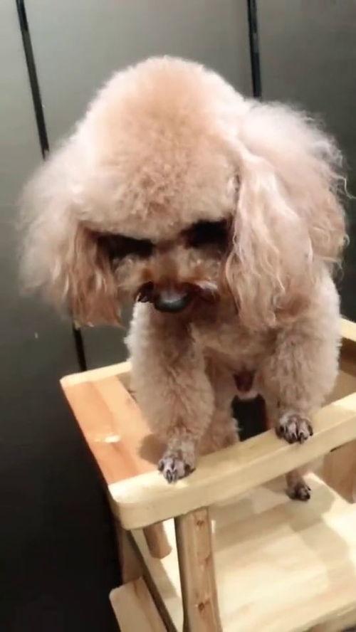 泰迪怎么吃瓜,清凉一夏，健康相伴