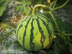 小龙瓜不能随便吃,不可随意食用的神秘果实