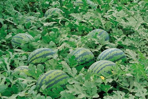 葛仙山吃瓜,吃瓜文化新体验