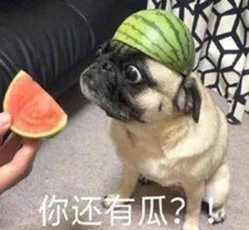 吃瓜骗人